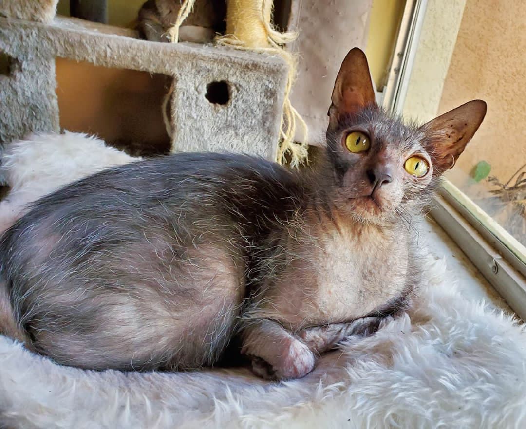 AVAILABLE LYKOI CATS FOR SALE LYKOI FOR SALE